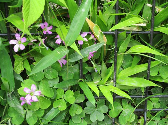 ひろばの小さな草花